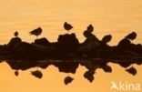 Grey Plover (Pluvialis squatarola)