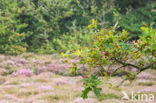 Zomereik (Quercus robur)