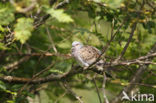 European Turtle-Dove (Streptopelia turtur)