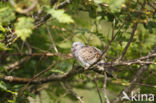 Zomertortel (Streptopelia turtur)