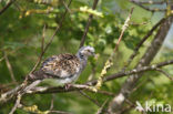 Zomertortel (Streptopelia turtur)