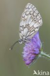 Zuidelijk dambordje (Melanargia russiae)