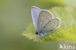 Provencal short-tailed blue (Cupido alcetas)