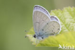 Provencal short-tailed blue (Cupido alcetas)