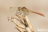 Zuidelijke heidelibel (Sympetrum meridionale)