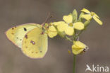 Zuidelijke luzernevlinder (Colias alfacariensis)