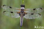 Viervlek (Libellula quadrimaculata)