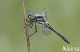 Zwarte heidelibel (Sympetrum danae)