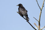 Zwarte Kraai (Corvus corone)