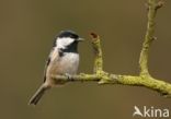 Zwarte Mees (Parus ater)