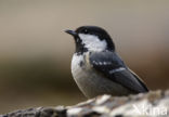 Zwarte Mees (Parus ater)