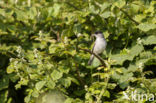 Blackcap (Sylvia atricapilla)