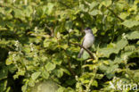 Blackcap (Sylvia atricapilla)