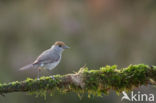 Zwartkop (Sylvia atricapilla)