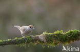 Zwartkop (Sylvia atricapilla)