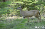 Mule deer (Odocoileus hemionus)