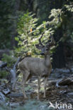 Mule deer (Odocoileus hemionus)