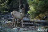 Mule deer (Odocoileus hemionus)