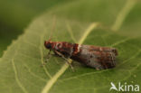 Acrobasis advenella