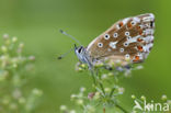 Adonisblauwtje (Polyommatus bellargus)