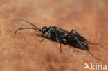 Agenioideus apicalis