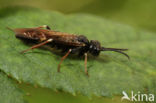 curled rose sawfly (Allantus cinctus)