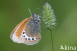 Alpenhooibeestje (Coenonympha gardetta)