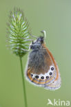 Alpenhooibeestje (Coenonympha gardetta)