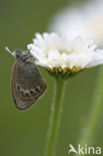 Alpenhooibeestje (Coenonympha gardetta)