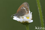 Alpenhooibeestje (Coenonympha gardetta)