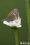 Alpenhooibeestje (Coenonympha gardetta)