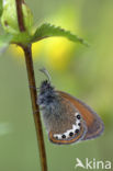 Alpenhooibeestje (Coenonympha gardetta)