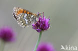 Alpenparelmoervlinder (Melitaea varia)