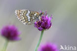 Grisons Fritillary (Melitaea varia)