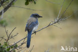 Western Scrub-Jay (Aphelocoma californica)