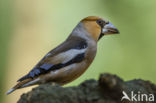 Appelvink (Coccothraustes coccothraustes)