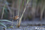 Bearded Reedling (Panurus biarmicus)