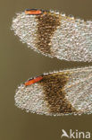 band-winged dragonfly (Sympetrum pedemontanum)