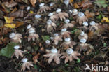 Striate Earthstar (Geastrum striatum)
