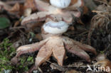 Striate Earthstar (Geastrum striatum)