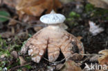 Striate Earthstar (Geastrum striatum)