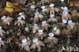 Striate Earthstar (Geastrum striatum)