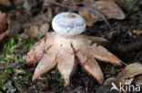 Striate Earthstar (Geastrum striatum)