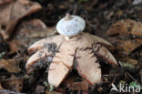 Striate Earthstar (Geastrum striatum)