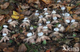 Striate Earthstar (Geastrum striatum)