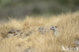 Belding s grondeekhoorn (Urocitellus beldingi)