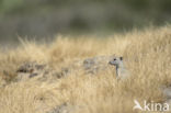 Belding s Ground Squirrel (Urocitellus beldingi)