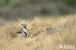Belding s grondeekhoorn (Urocitellus beldingi)
