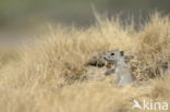 Belding s grondeekhoorn (Urocitellus beldingi)