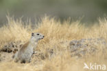 Belding s grondeekhoorn (Urocitellus beldingi)